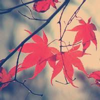 唯美枫叶头像图片大全 唯美红色枫叶成片头像