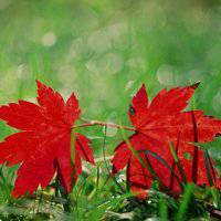 唯美绿色叶子头像