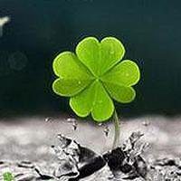 唯美绿色叶子头像