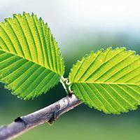 唯美绿色叶子头像