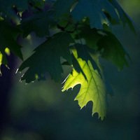 唯美绿色叶子头像