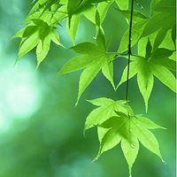 唯美绿色叶子头像
