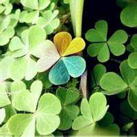 唯美绿色叶子头像