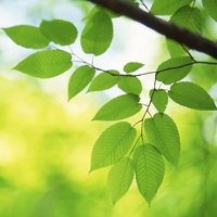 唯美绿色叶子头像