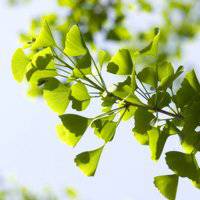 唯美绿色叶子头像