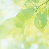 唯美绿色叶子头像