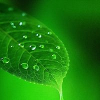 唯美绿色叶子头像