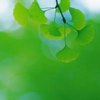 唯美绿色叶子头像