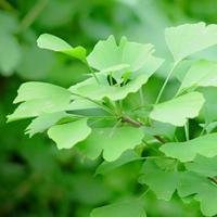 唯美绿色叶子头像