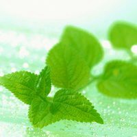 唯美绿色叶子头像