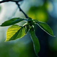 唯美绿色叶子头像