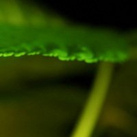 唯美绿色叶子头像