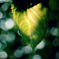 唯美绿色叶子头像