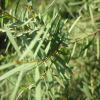 唯美绿色叶子头像