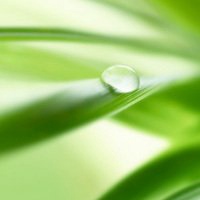 唯美绿色叶子头像