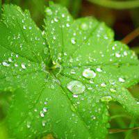 唯美绿色叶子头像