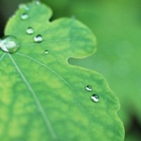 唯美绿色叶子头像