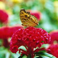 唯美鲜花蝴蝶飞舞头像