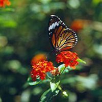 唯美鲜花蝴蝶飞舞头像