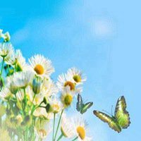 唯美鲜花蝴蝶飞舞头像