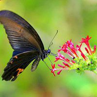 唯美鲜花蝴蝶飞舞头像