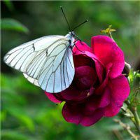 唯美鲜花蝴蝶飞舞头像