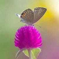 唯美鲜花蝴蝶飞舞头像