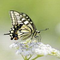 唯美鲜花蝴蝶飞舞头像