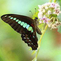 唯美鲜花蝴蝶飞舞头像