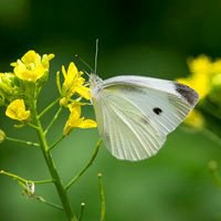 唯美鲜花蝴蝶飞舞头像