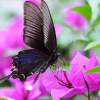 唯美鲜花蝴蝶飞舞头像