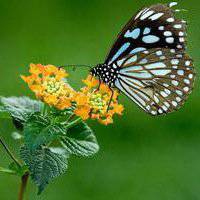 唯美鲜花蝴蝶飞舞头像