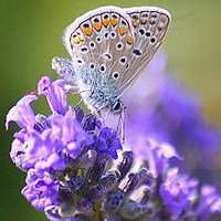 唯美鲜花蝴蝶飞舞头像