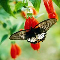 唯美鲜花蝴蝶飞舞头像