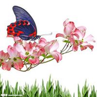 唯美鲜花蝴蝶飞舞头像