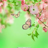 唯美鲜花蝴蝶飞舞头像