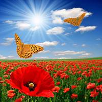 唯美鲜花蝴蝶飞舞头像