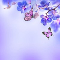 唯美鲜花蝴蝶飞舞头像