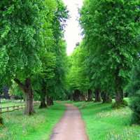 微信山水树林头像