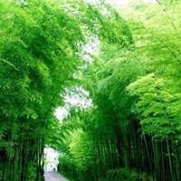 微信山水树林头像