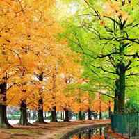 微信山水树林头像