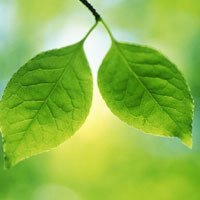 微信绿叶头像 护眼绿色植物清新头像