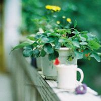 微信绿叶头像 护眼绿色植物清新头像