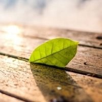 微信绿叶头像 护眼绿色植物清新头像