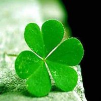 微信绿叶头像 护眼绿色植物清新头像