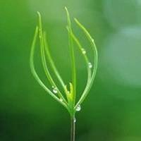 微信绿叶头像 护眼绿色植物清新头像