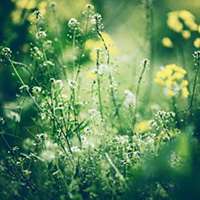 微信绿叶头像 护眼绿色植物清新头像