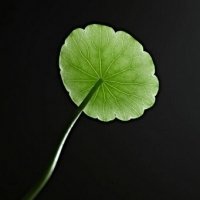 微信绿叶头像 护眼绿色植物清新头像