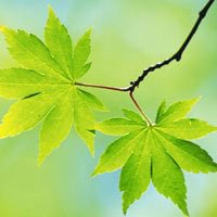 微信绿叶头像 护眼绿色植物清新头像