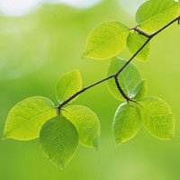 微信绿叶头像 护眼绿色植物清新头像